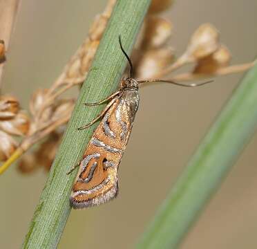 Image of Glyphipterix cyanochalca Meyrick 1882