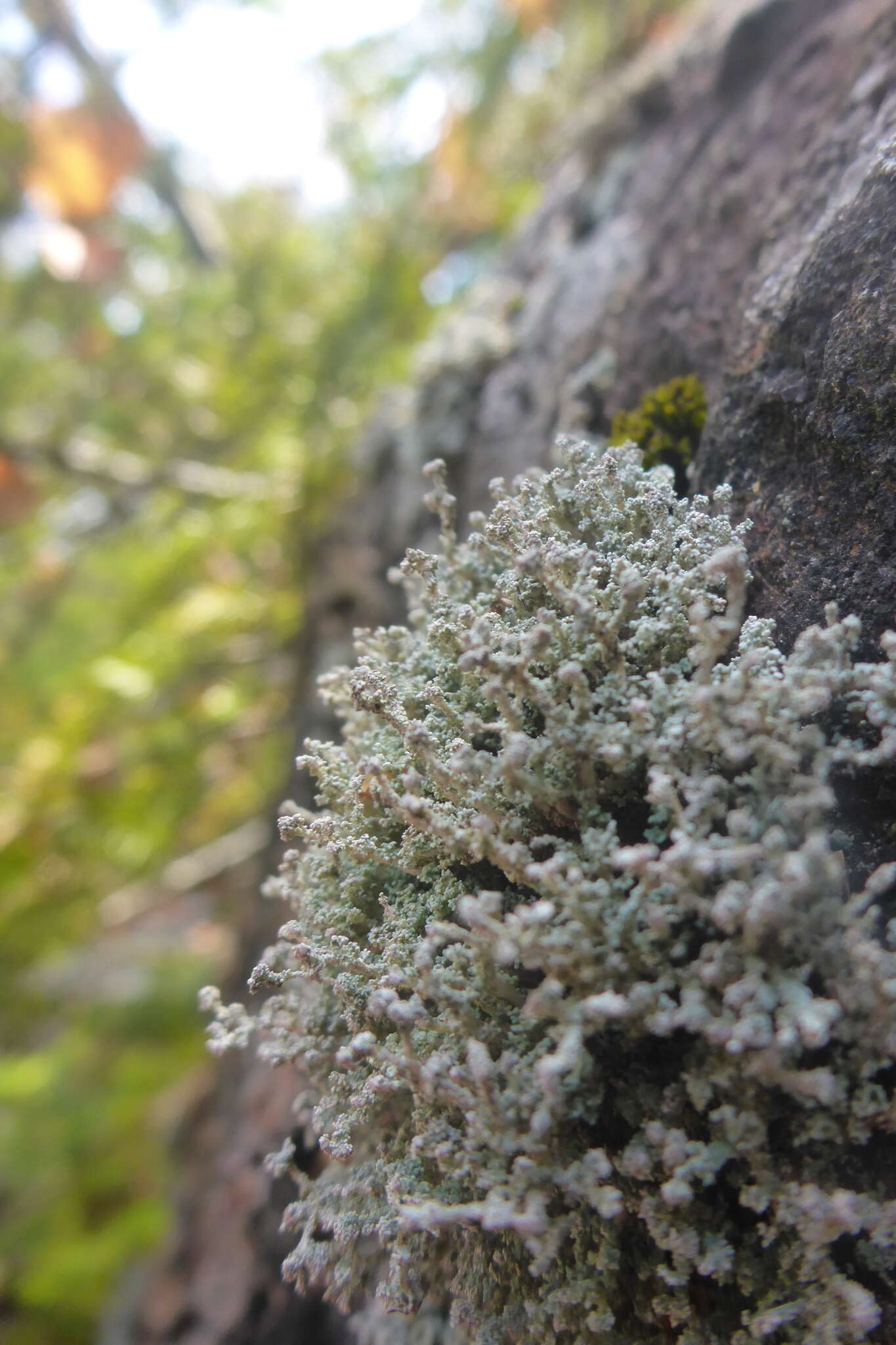 Image of Rock foam lichen