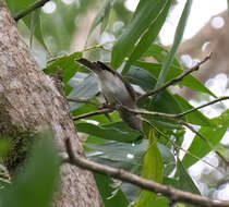 Image of White-vented Whistler