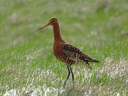 Image of Limosa limosa islandica Brehm & CL 1831