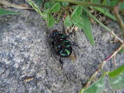 Image of Sericotrupes niger (Marsham 1802)