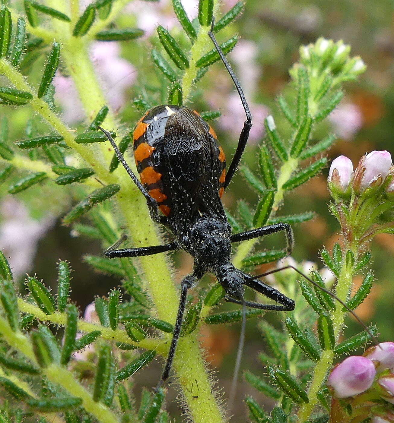 Plancia ëd Rhynocoris tristis (Stål 1855)