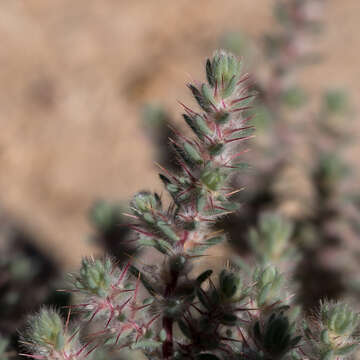 Image de Sclerolaena lanicuspis (F. Müll.) F. Müll. ex Benth.