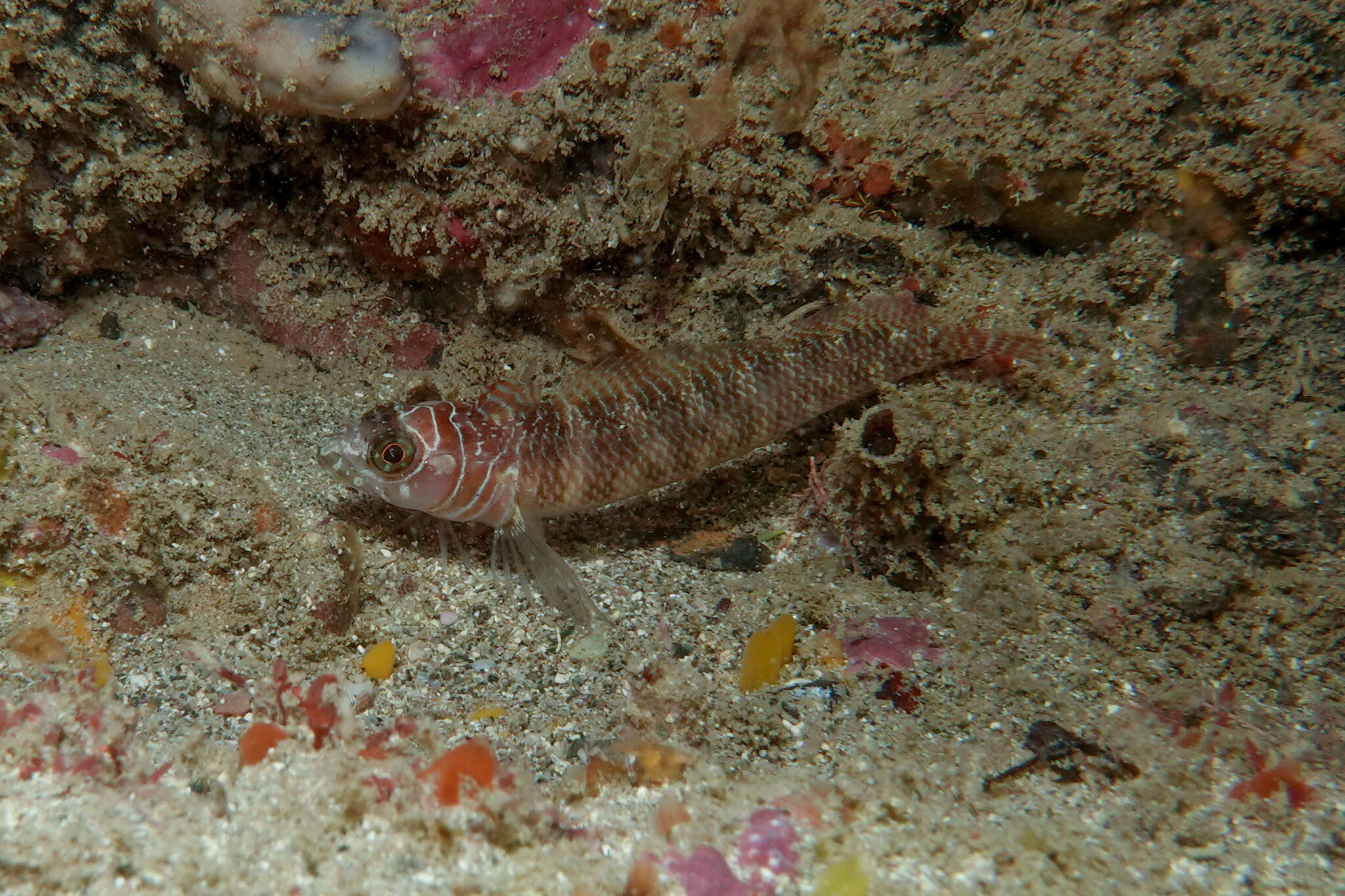 Image of Spectacled triplefin