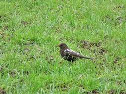 Turdus merula merula Linnaeus 1758的圖片