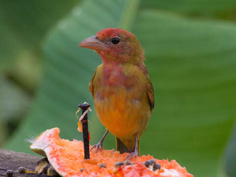 Imagem de Piranga rubra rubra (Linnaeus 1758)