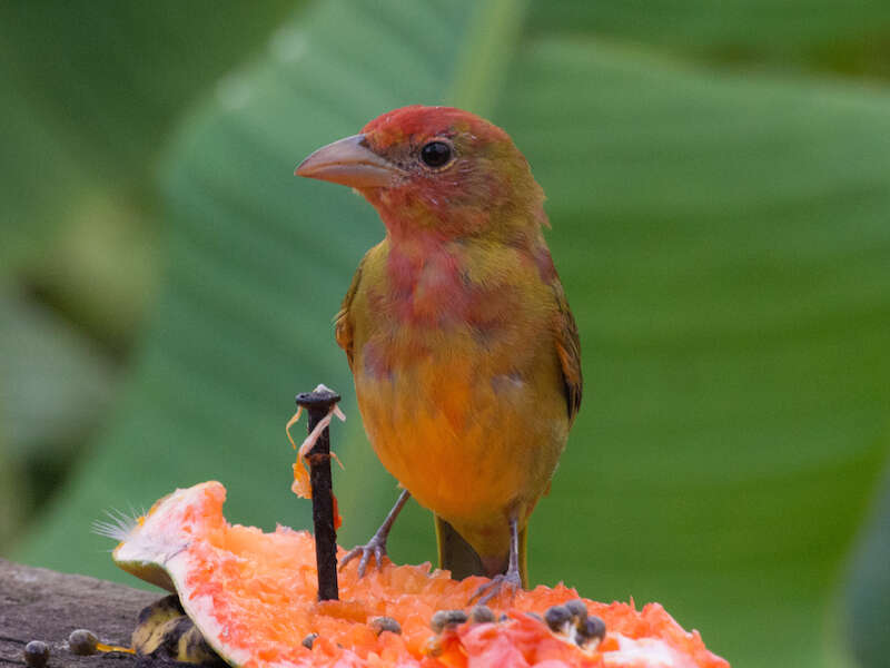 Plancia ëd Piranga rubra rubra (Linnaeus 1758)