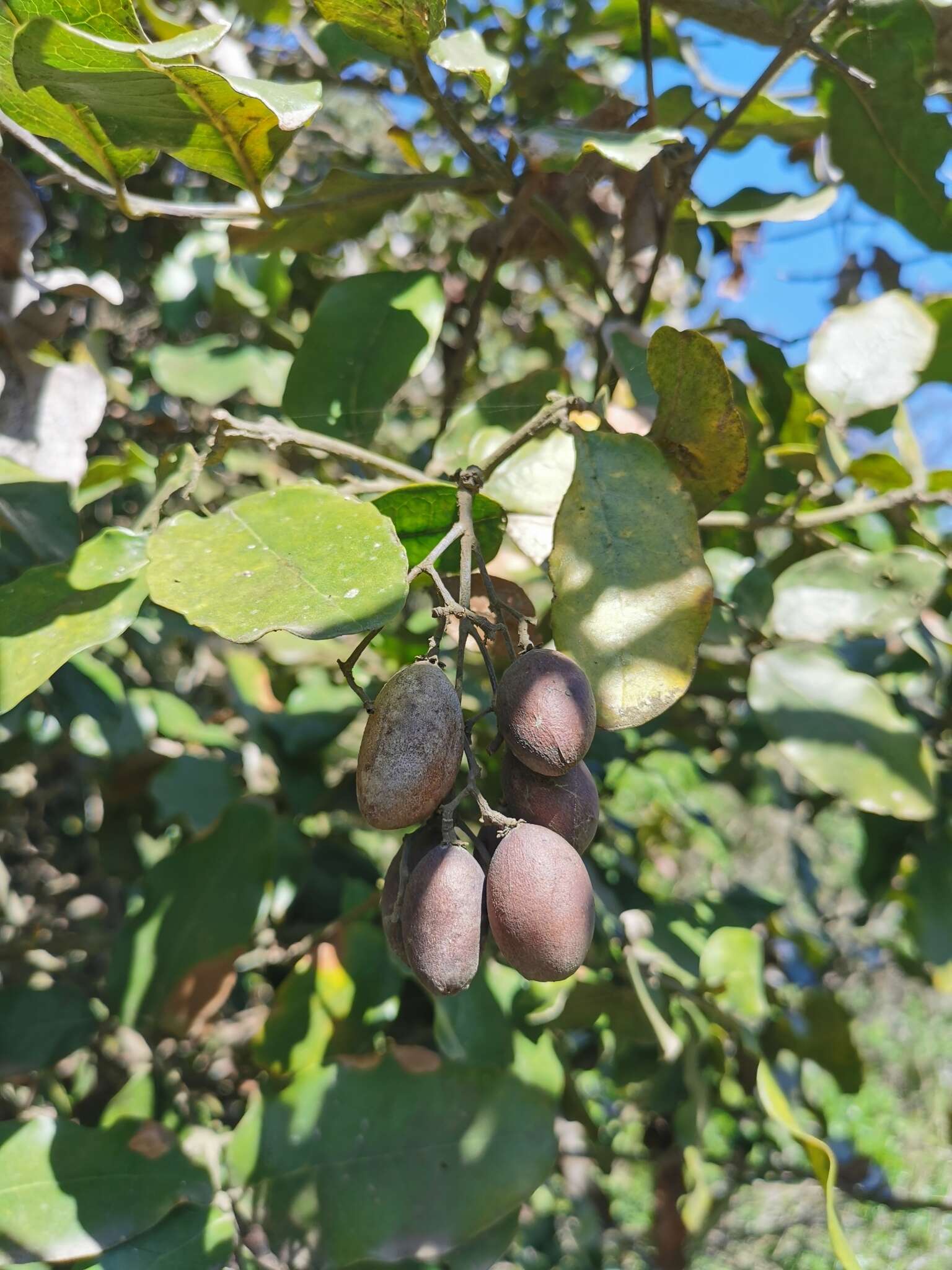 Слика од Beilschmiedia miersii (C. Gay) Kosterm.