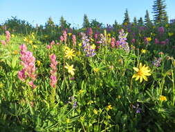 Image of Olympic Indian paintbrush