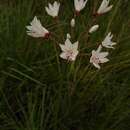 Image of Nerine pancratioides Baker