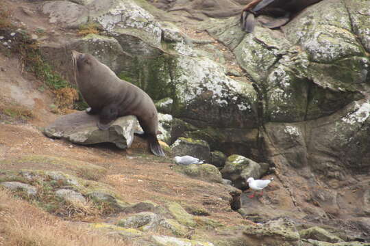 Image of Antipodean Fur Seal