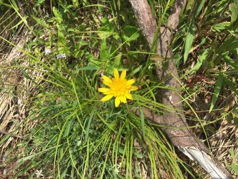 Image of mountain dwarfdandelion