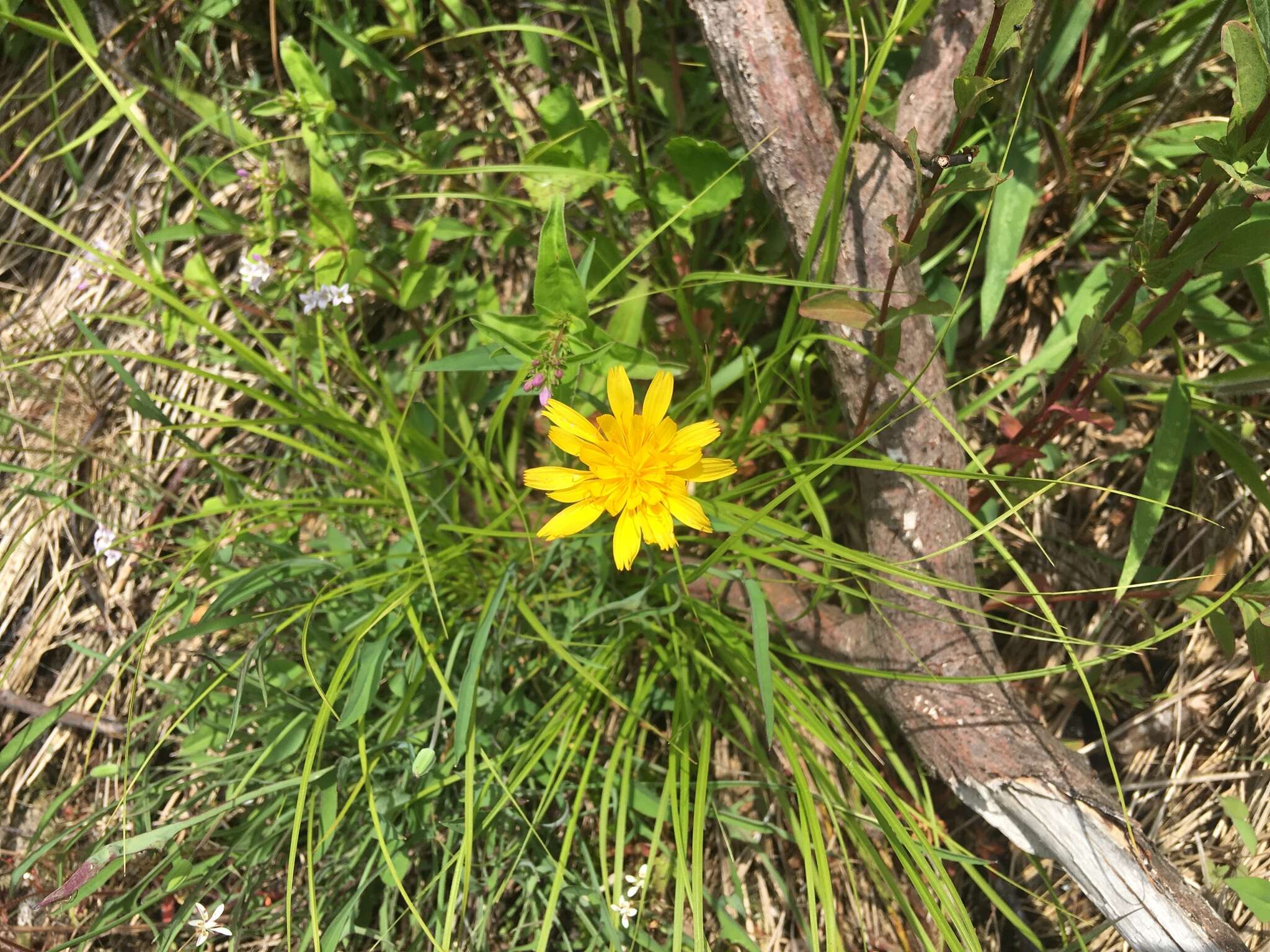 Image of mountain dwarfdandelion