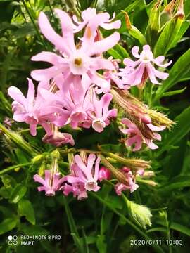 Image of Silene bellidifolia Jacq.