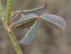 Image of Indigofera heterophylla Thunb.