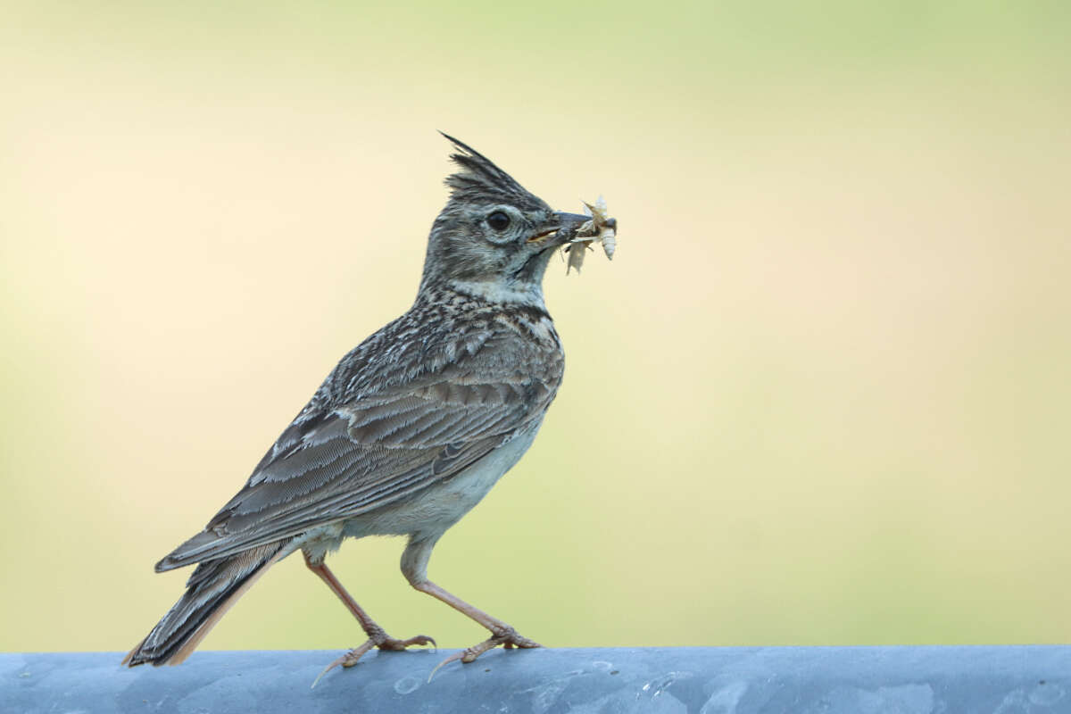 Image of Thekla's Lark