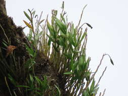 Image of Dendrobium chryseum Rolfe