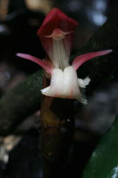 Image of Aframomum daniellii (Hook. fil.) K. Schum.