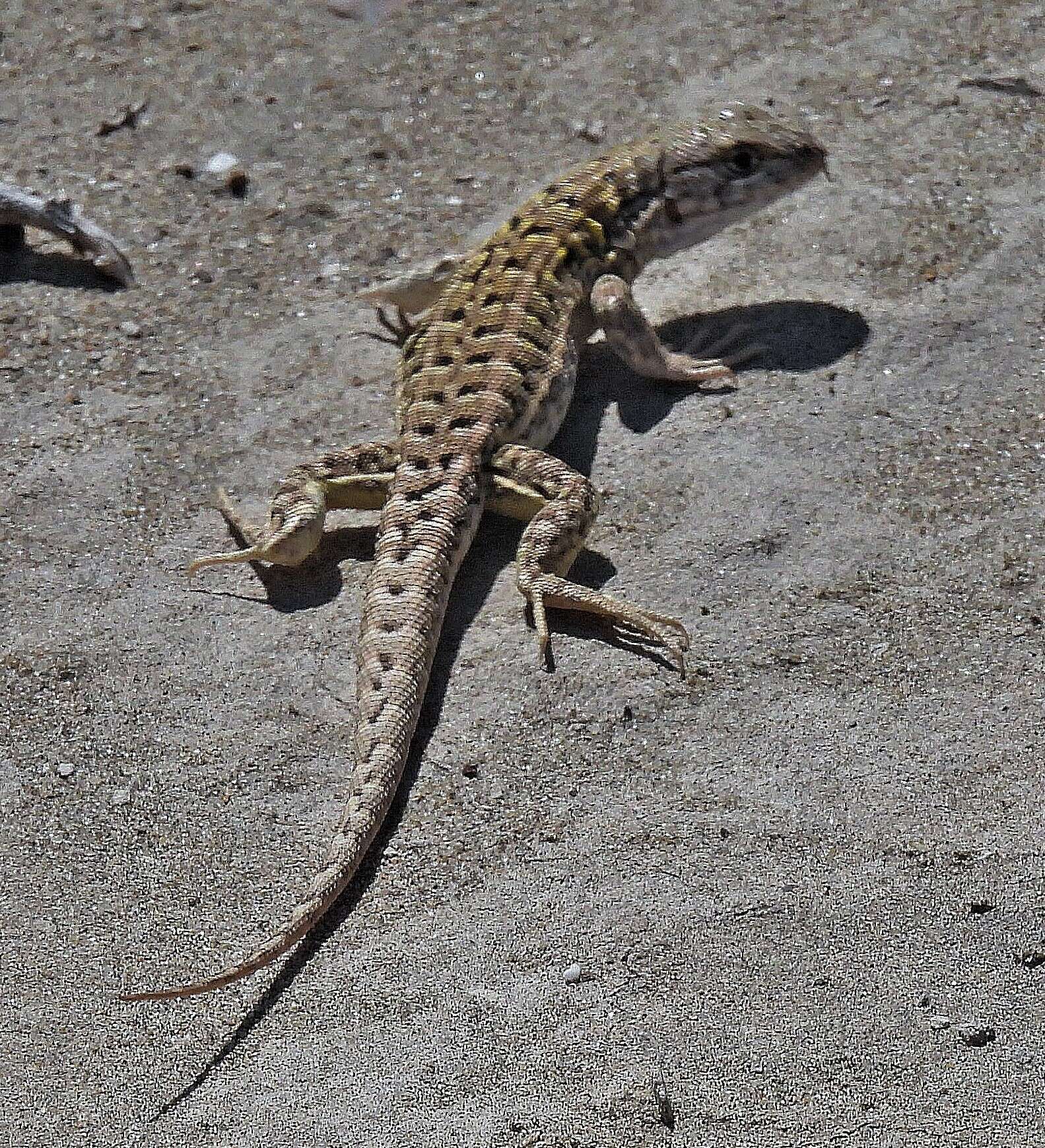 Liolaemus melanops Burmeister 1888 resmi