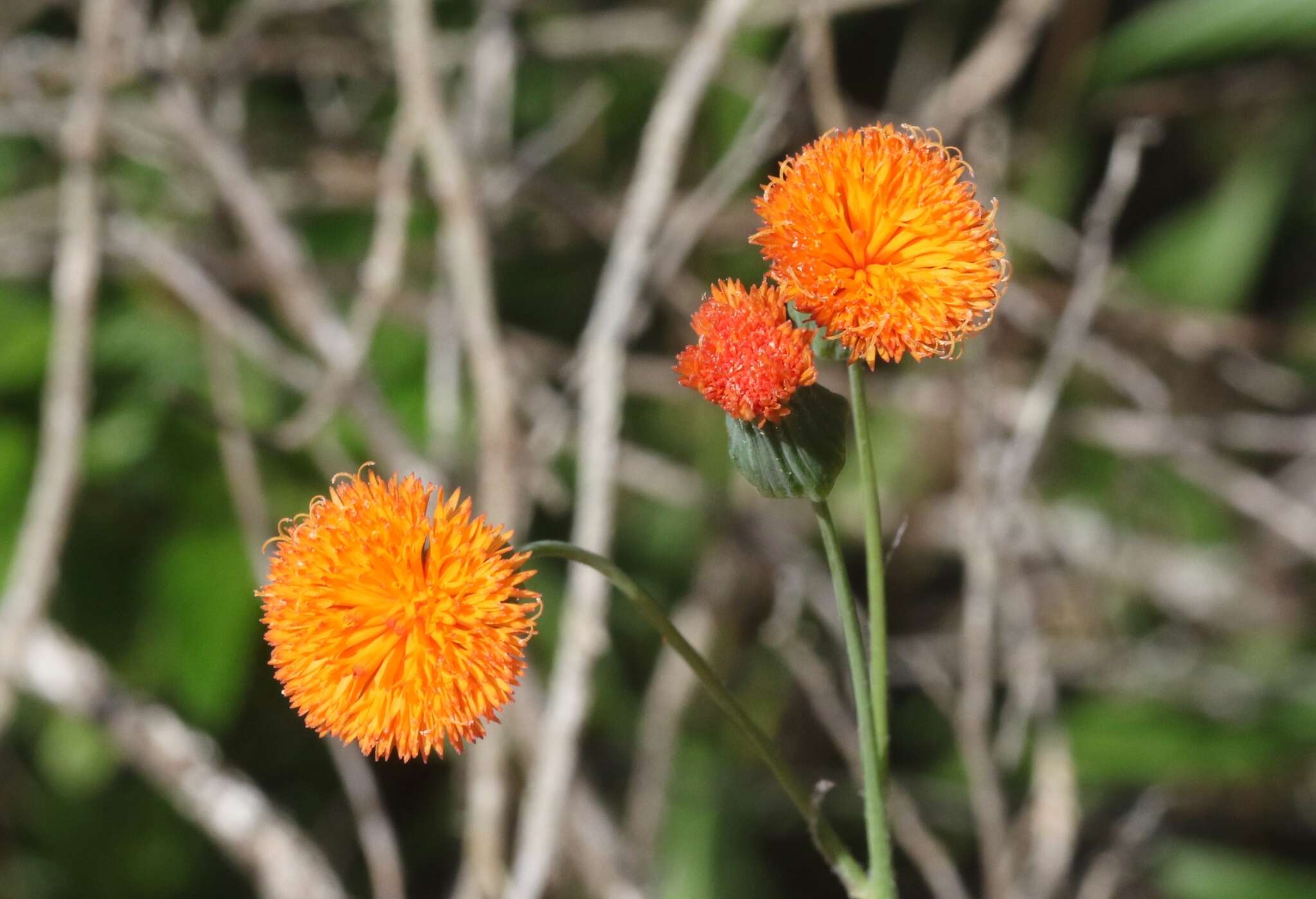 Image of Florida tasselflower