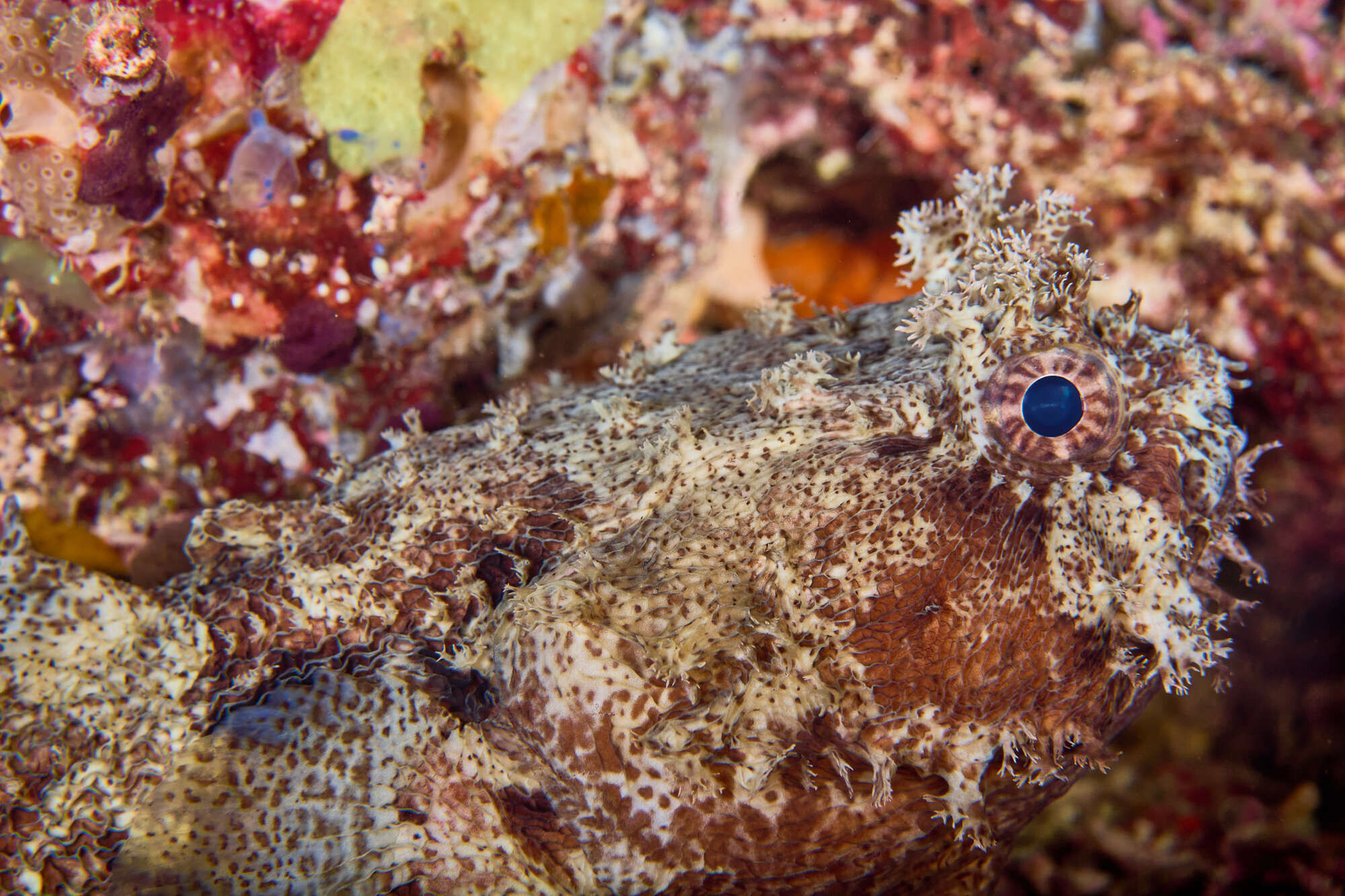 Image of Hutchin&#39;s toadfish