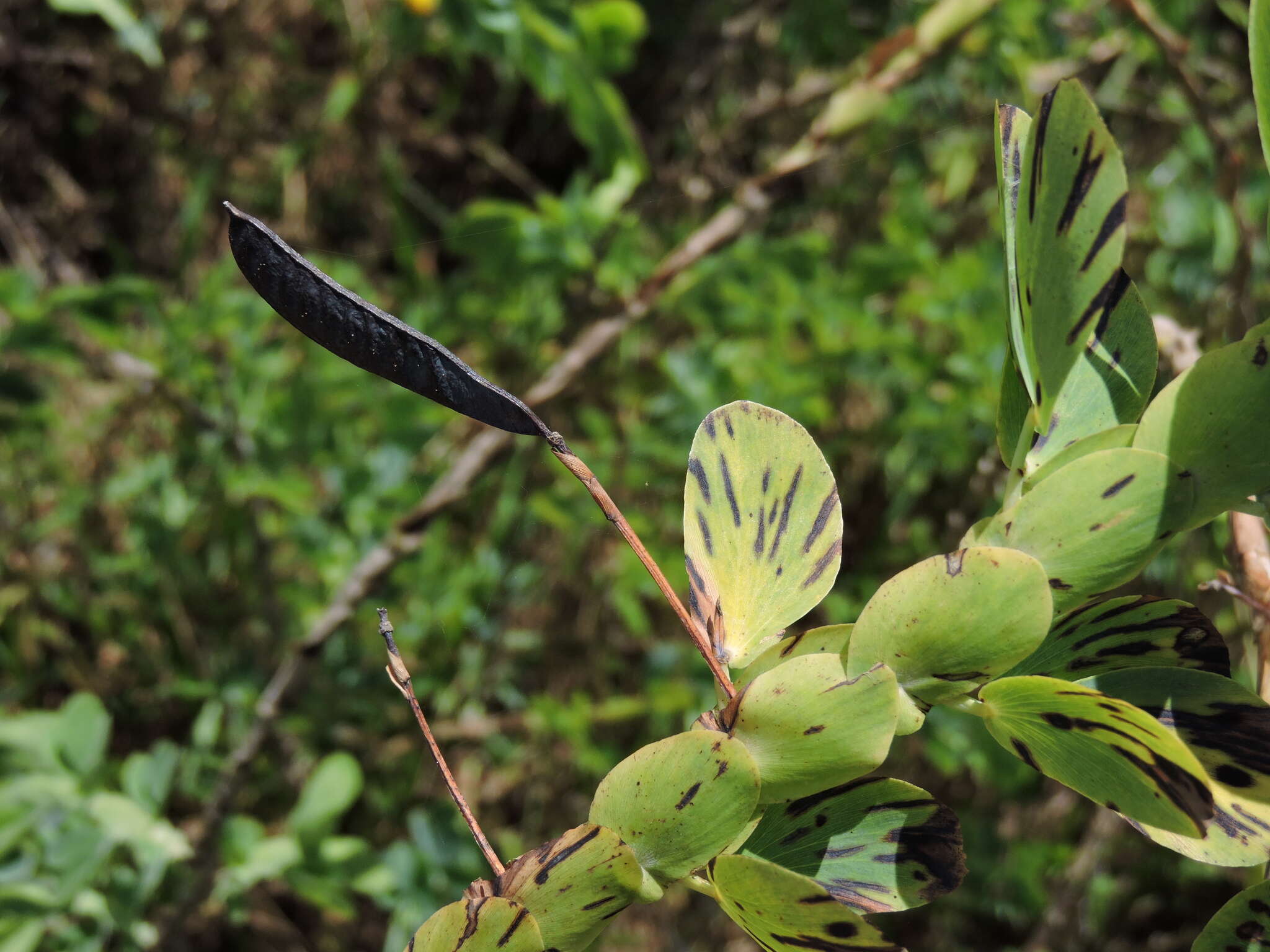 Image of Chamaecrista desvauxii var. latistipula (Benth.) G. P. Lewis