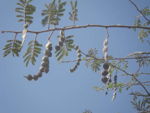 Plancia ëd Vachellia nilotica subsp. tomentosa (Benth.) Kyal. & Boatwr.