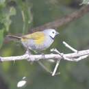 Image of Grey-headed Oliveback