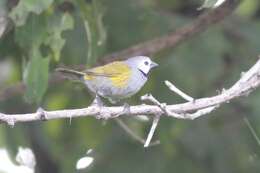 Image of Grey-headed Oliveback