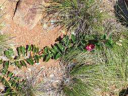 Image of devil's claw