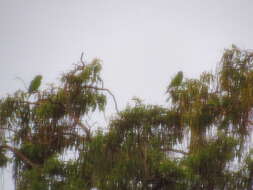 Image of Hispaniolan Conure