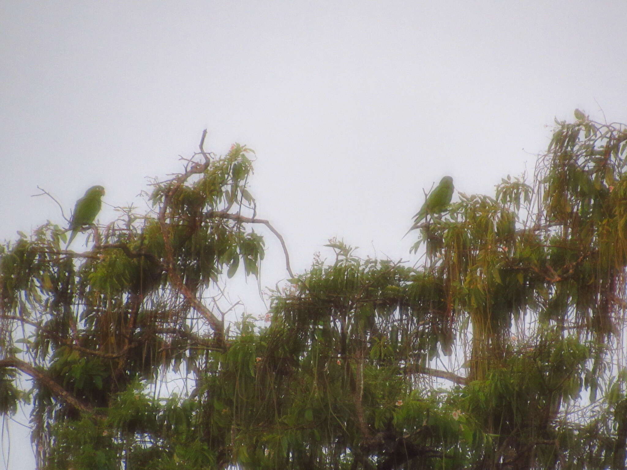 Image of Hispaniolan Conure