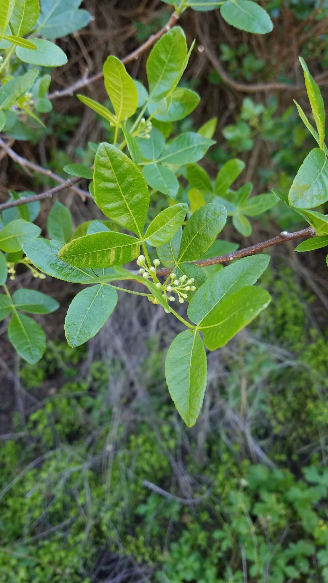 Image de Ptelea crenulata Greene