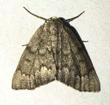 Image de Nepytia semiclusaria Walker 1862