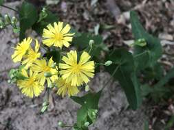 Image of Crepidiastrum sonchifolium (Maxim.) J. H. Pak & Kawano