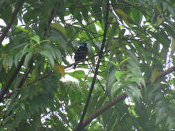 Image of Scarlet-thighed Dacnis