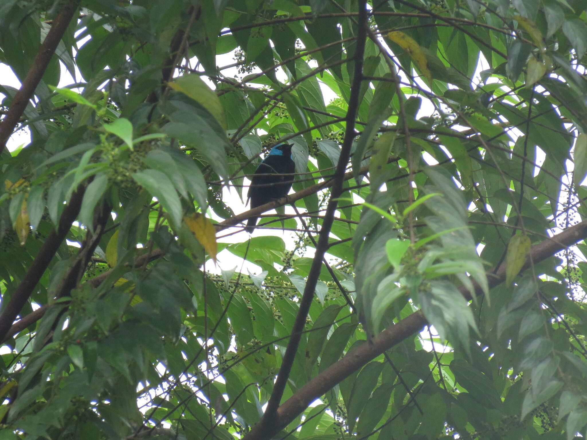 Image of Scarlet-thighed Dacnis