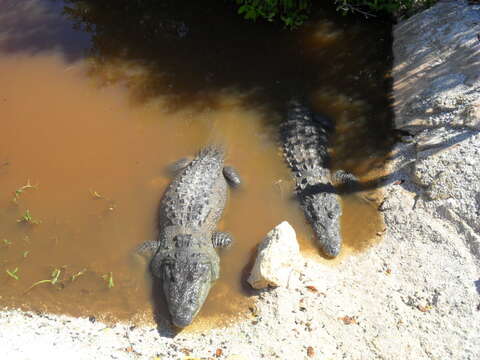 Image of Belize Crocodile