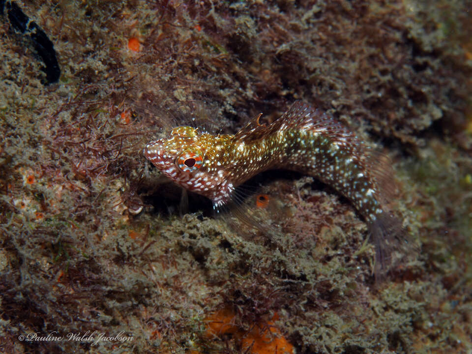 Image of Rosy Blenny