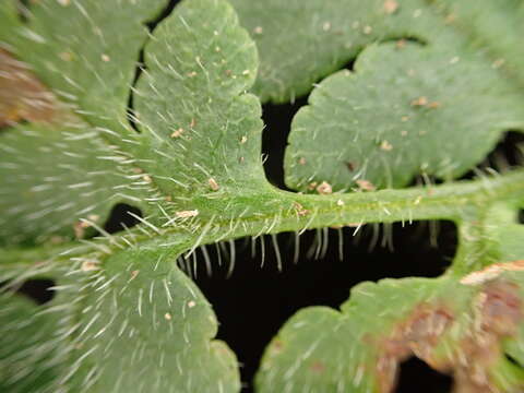 Image of Tomato Fern