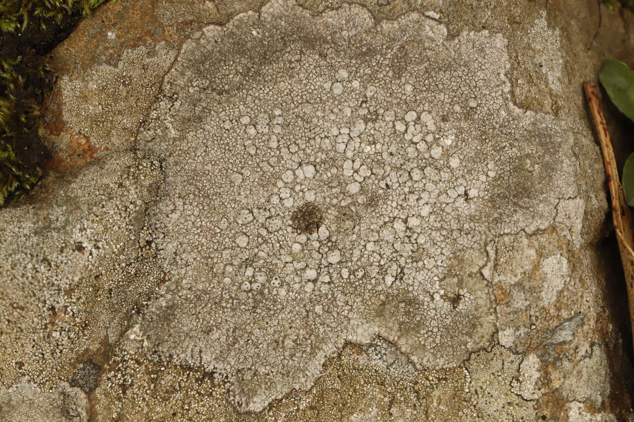 Image of California pore lichen