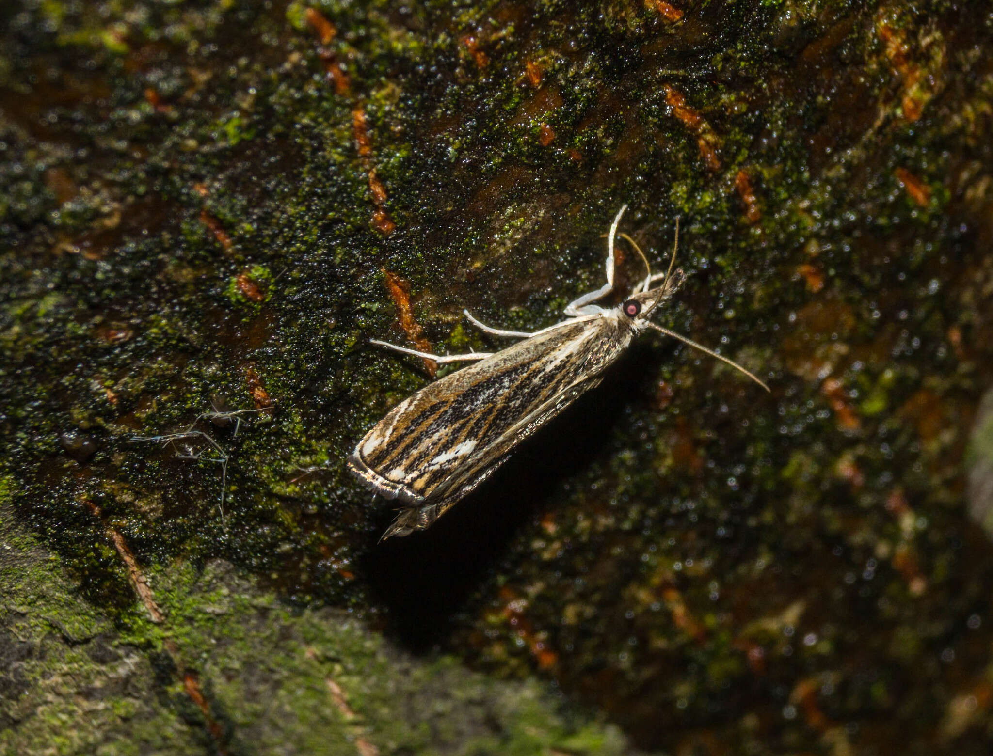 Image of Catoptria verellus Zincken 1917