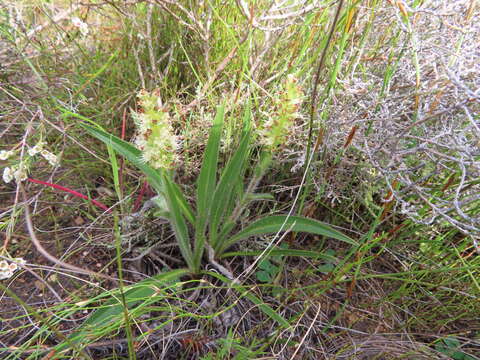 Слика од Echiostachys incanus (Thunb.) Levyns