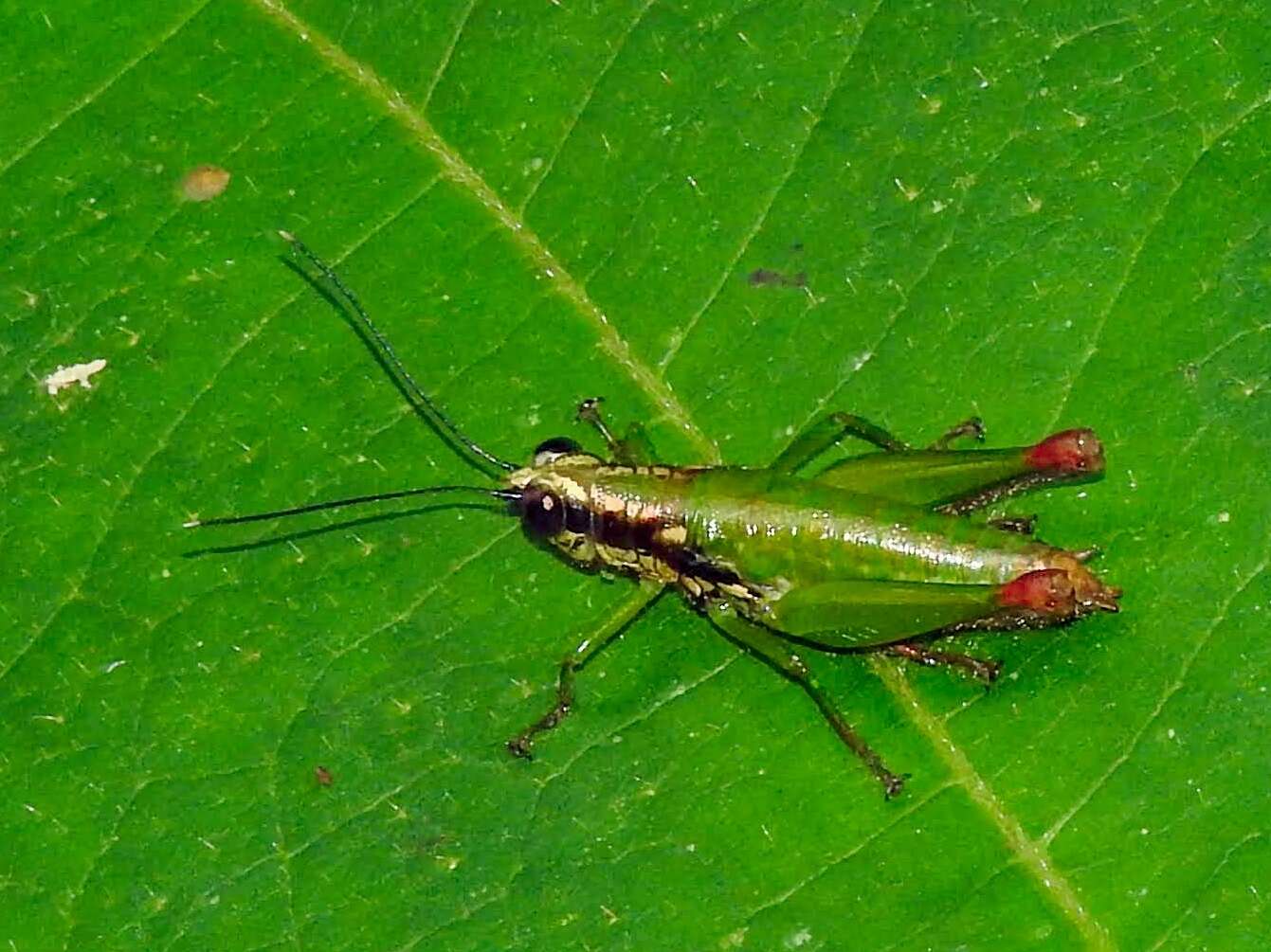 Image of Drymophilacris bimaculata (Rehn & J. A. G. 1905)