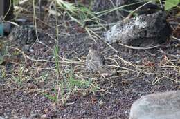 Image de Moqueur des Galapagos