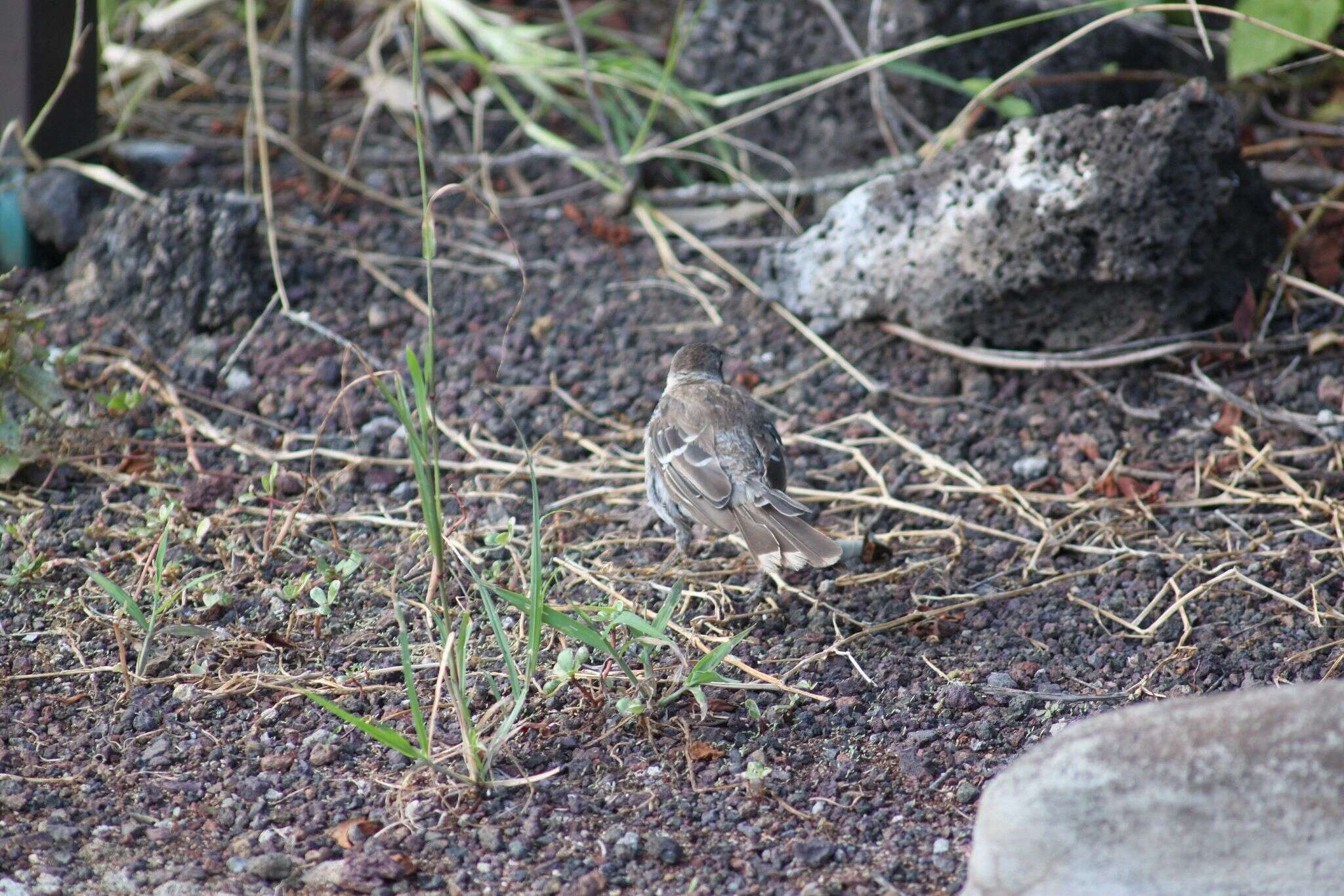 Image of Galapagos Mockingbird