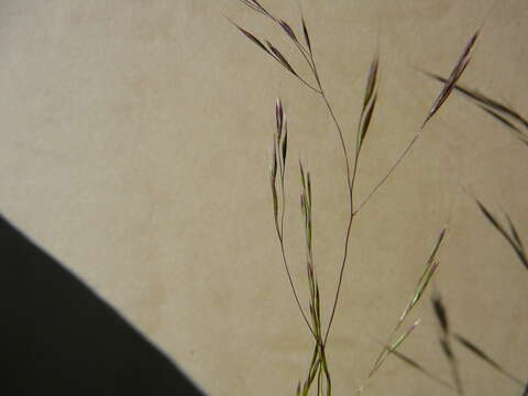 Plancia ëd Deschampsia danthonioides (Trin.) Benth.