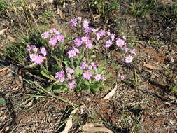 Senecio speciosus Willd. resmi