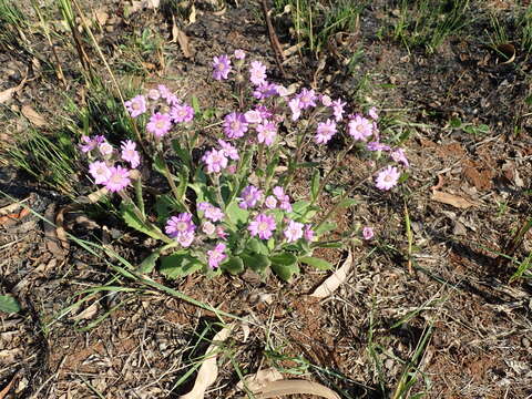 Senecio speciosus Willd. resmi