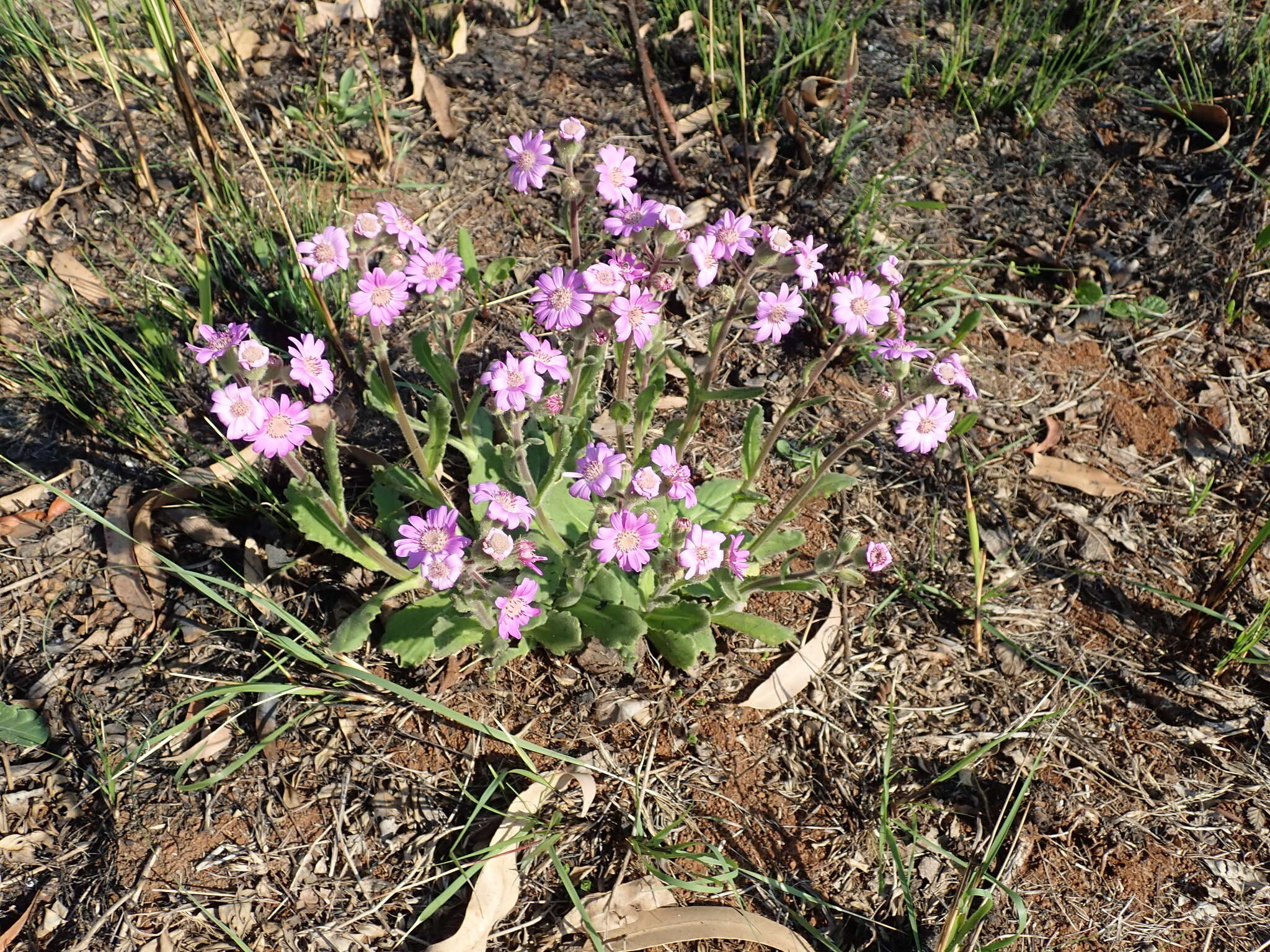 Image of Senecio speciosus Willd.